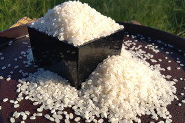 【朝市限定】ふっくら美味しい！【特別栽培米】”クロレラ米米”2kg