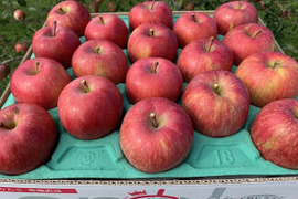 🍎青森県産『サンふじ』 家庭用 5㎏(12玉～20玉)