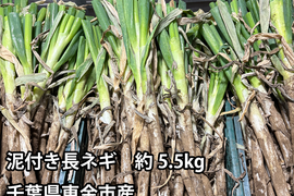 【消費者応援!】泥付き白ネギ 約5.5kg 千葉県東金市産 長ねぎ 葱