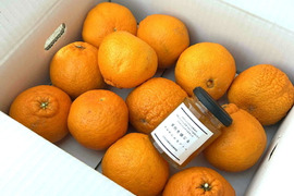 みかんで笑顔を！2525（ニコニコ）柑橘大満足セット！プリッと果肉で食べ応え十分！樹上完熟させた濃厚な甘みの「甘熟デコ」2.5kg＆みかん果肉たっぷり完熟ジャム（120g）詰め合わせ【2525】