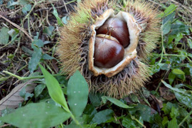 農薬不使用生栗 2kg】日本のひなた宮崎から宝珠の栗をお届け