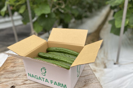 『シャキッと』新鮮きゅうり　Sサイズ（1.5㌔）