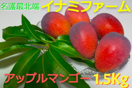 ★2026年予約開始★≪優品≫名護市最北端 イナミファームの アップルマンゴー １．５ｋg