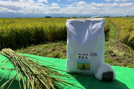 令和7年産米　新商品！大きい粒でとっても美味しい　合鴨農法雪若丸　精米10キロ（10キロ1袋）