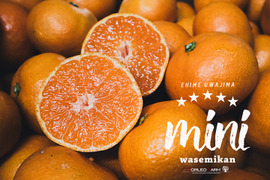 濃厚小玉ミニセレクション【数量限定】とろける食感の絶品早生みかん9.5kg