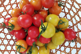 【一般流通前の限定品】プレンティーナⓇ トマト Mix(１㎏)　赤・オレンジ・黄色3種の甘く美味しい栄養価の高いミニトマトを、ファームにて完熟収穫し直送でお届けします。