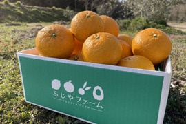 大崎上島産　離島の「八朔」　5kg シャリっとプチっ！ジュワッ！ほろ苦さと爽やかな香り！旬の柑橘をご自宅で！！