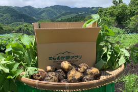 【神鍋火山が落とした宝】　兵庫県但馬産新じゃが！　《きたあかり　箱入２kg》