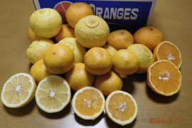 【柑橘食べ比べ】規格外『伊豆産』不知火・はるか・はるひ　”うれしい３種セット！”   正味 4.0㎏