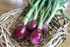 赤葉つき玉葱、新玉ねぎ2種類