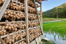 昔ながらの吊り玉ねぎ！淡路島玉ねぎ『もみじ3号』10kg
