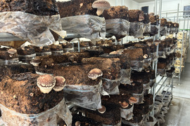 時短調理！大分県産冷凍カット椎茸１００ｇ×５ｐ