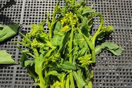 🌿【今だけ限定】春を告げる「高菜の花芽」約300g 〜ほろ苦さと甘みを楽しむ旬野菜〜｜農薬・化成肥料不使用｜🌿