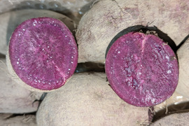 【規格外】鮮やかな紫色！紫芋（あやむらさき）4kg