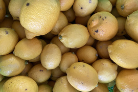〔無等級良品〕訳アリ特価！！完熟・果汁たっぷり！『ATAMI de LEMON®』3Kg -爽やか芳醇- 品種お任せ