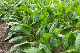 生でも美味しいほうれん草！ 栽培期間中 農薬 化学肥料 動物性堆肥不使用 1kg（小分け4パック）