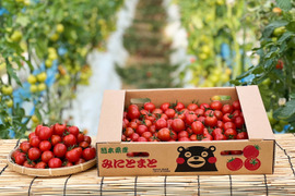 お得★濃厚完熟ミニトマト★3Kｇ(200ｇ増量＋ハーブソルトお試し付)　熊本県産　今朝採り新鮮　完熟トマト