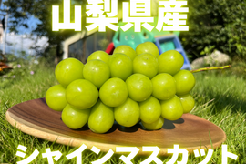 有名洋菓子店シャトレーゼにも提供中！！不動の人気『新鮮朝採』KOSHUシャインマスカット1㎏セット（2房程度）