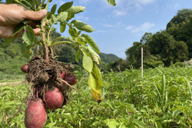【自然栽培】赤ジャガイモ（アンデスレッド）　5kg（農薬・肥料不使用）