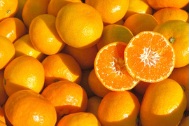 【訳ありだけど美味しさそのまま】 温州みかん 3.5kg 愛媛県川上産