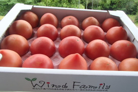 人とワンコのための農場。夏が旬、高糖度トマト（20）