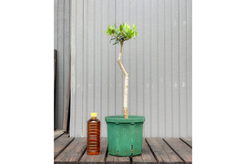 オリーブ 鉢植え レッチーノ｜育てやすい シンボルツリー・盆栽にも最適