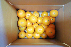 大谷伊予柑(オオタニイヨカン)５㎏【農薬・化学肥料不使用】【熨斗(のし)対応可】