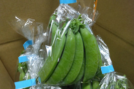 ☆発送開始☆『スナップエンドウ』1Kg