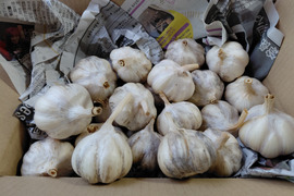 自然栽培 北海道産 土付き にんにく S・M混玉 訳有り品 1kg 令和8年産