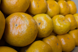 【自然栽培】 甘くておいしい 食べ出したら止まらない 極早生みかん（5K）