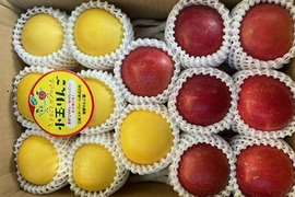 まるごとガブリっ！小玉・食べきりサイズMIXりんご【岩手奥州市江刺産】              小玉おまかせミックス3kg