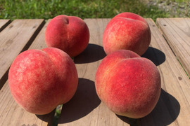木でしっかり完熟させた皮ごと食べれる自然栽培の桃4個（約1kg）有機JAS認証取得