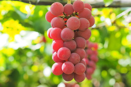 【福袋2025】食べチョク農園人気セット！！9月上旬～収穫出来次第の発送★大粒ぶどう食べ比べ！！おまかせで3～5品種入り