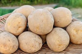 《冬の新じゃが》小玉サイズ！品種：普賢丸２KG  五島列島産 自然農業での栽培