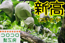 【大きさにも美味しさにもびっくり‼️】新高梨(大玉2-4個入)贈答用約2.5kg✨️樹上完熟、甘くてとってもフルーティー✨️お届け後の日持ちを良くする為クール便で最速発送致します🚚