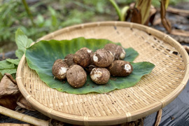 ねっとり甘〜い！　里芋（サトイモ　子宝）　小さめ　1kg [農薬・化学肥料不使用]