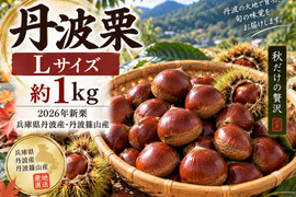 【2026年新栗】丹波栗 Lサイズ 約1kg 兵庫県丹波産・秋の味覚・採れたて発送 栗 生栗 産地直送 栗ご飯