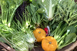 寒暖差で美味しくなってます！季節の野菜セット【10品目】＃栽培期間中農薬・化学肥料不使用