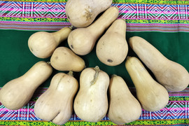 熟成★バターナッツかぼちゃ　9ｋｇ