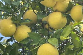 ピールも作れる！スッキリ爽やか文旦（4kg）