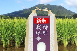 【新米】「夢つくし」(玄米10kg) 農薬・除草剤不使用の特別栽培米（福岡エコ農産物認証）リンゴガイ農法で安全・安心・美味