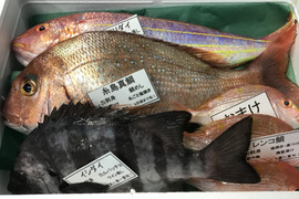 5月解禁‼️2024年5月5日出漁予定！
天然糸島真鯛1匹と漁師におまかせ(3匹)セット！