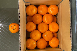 【大玉の常識破り】薄くない大有田みかん 5キロ箱 和歌山県 有田 みかん 3L中心サイズ　秀・家庭用ミックス