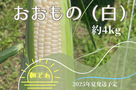 【🌽夏ギフト🎁】
＼生で食べられる白い宝石🌽／
中津川産プレミアム『純白とうもろこし』おおもの白 4kgセット
✨糖度20度前後！朝採り＆即日冷蔵発送／数量限定！