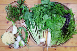 【農薬・化学肥料不使用】４種類以上のハーブ入り野菜セット【８種類以上の野菜】【金曜日発送】【あわせ買い可】【熨斗(のし)対応可】【８０サイズ箱】