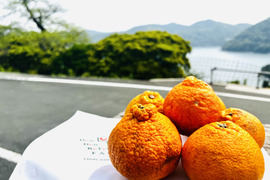 完熟不知火（デコ）訳あり・5kg