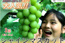 【農薬節減】甘くて美味しい自慢のシャインマスカット（4～5房）