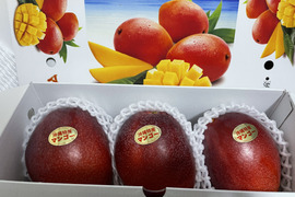 沖縄県産アップルマンゴー(3個入)