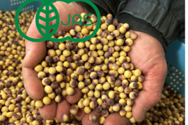 「規格外でお買い得・農法にこだわりあり」　農薬不使用の有機大豆24kg 優しい味わい 6kg袋   北海道の大地で育った「とよまさり」☆料理、梱包の写真は正規商品によるイメージです☆