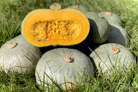 極上のホクホク感🌟 栗かぼちゃ好きさん1度は食べて♪「雪化粧」7㎏(大中4～5玉) 農薬化学肥料不使用
